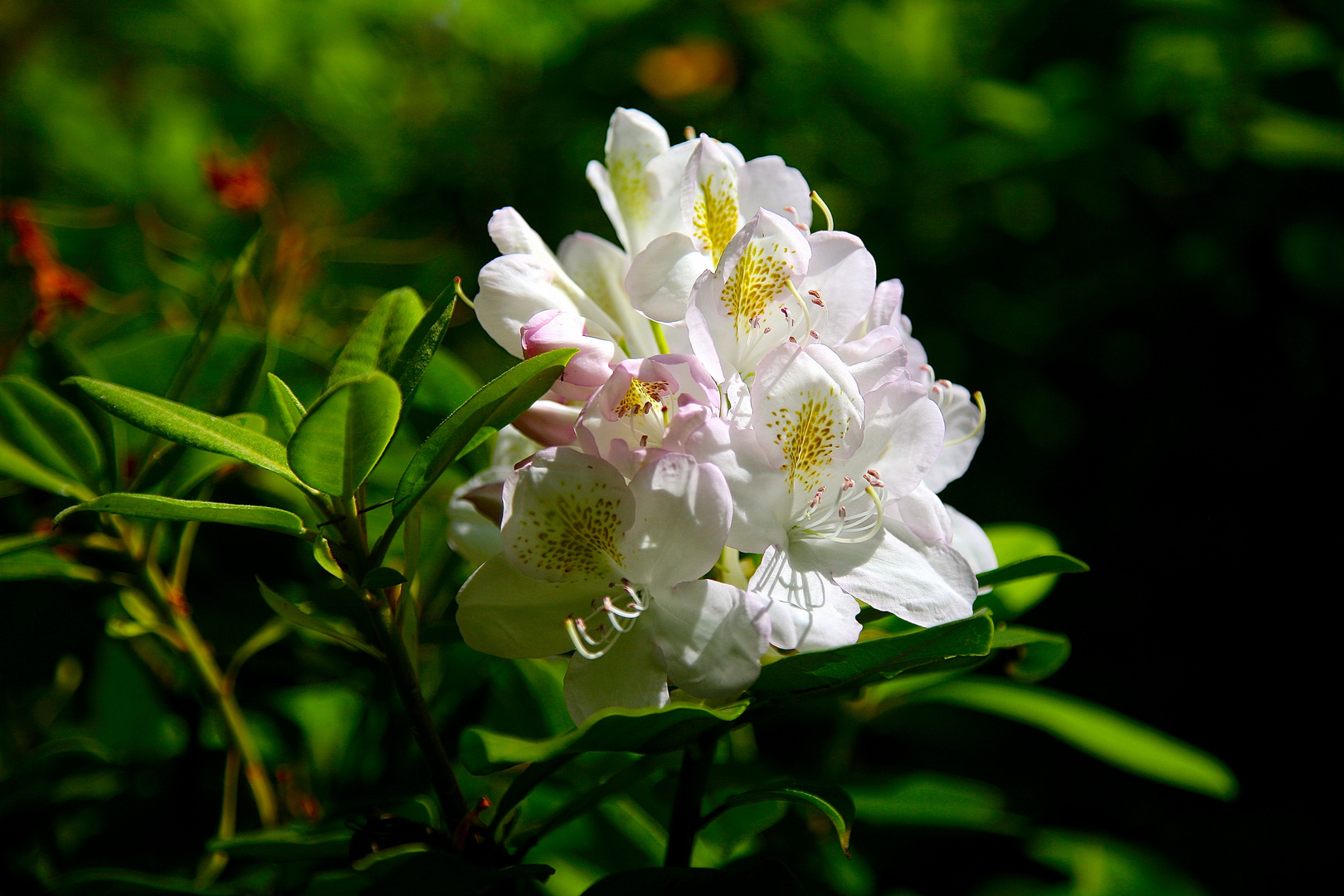 in voller Blüte