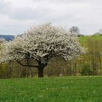 in voller Blüte...