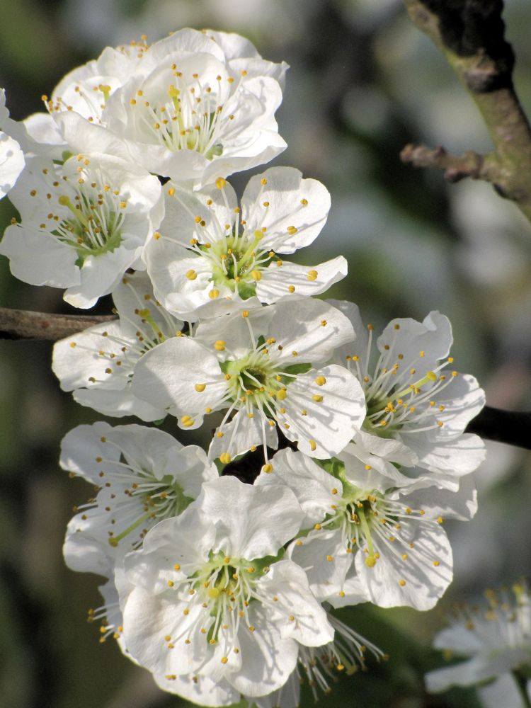 in voller blüte