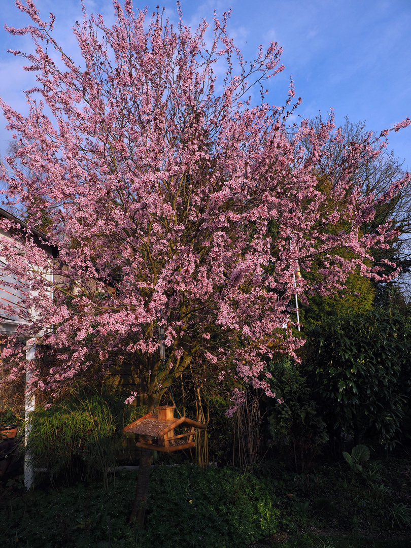 In voller Blüte ......