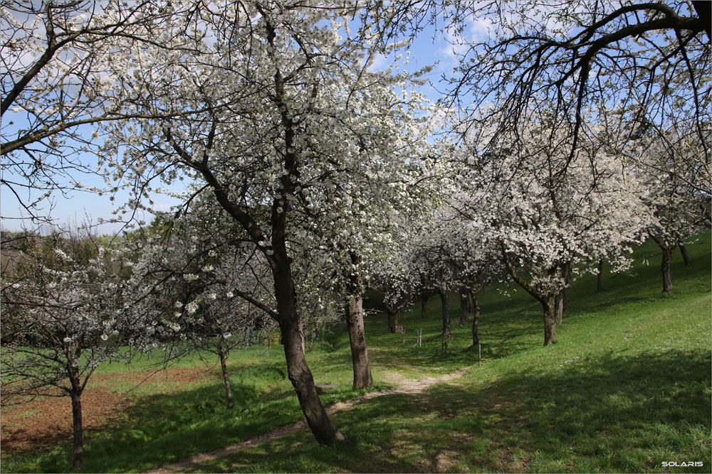 In voller Blüte