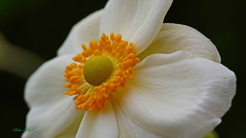 in voller Blüte....