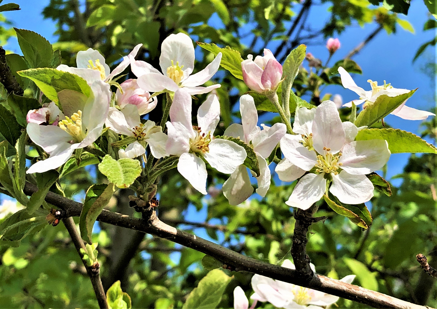 In voller Blüte