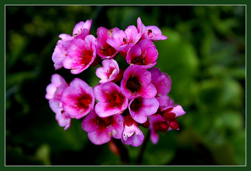 In voller Blüte