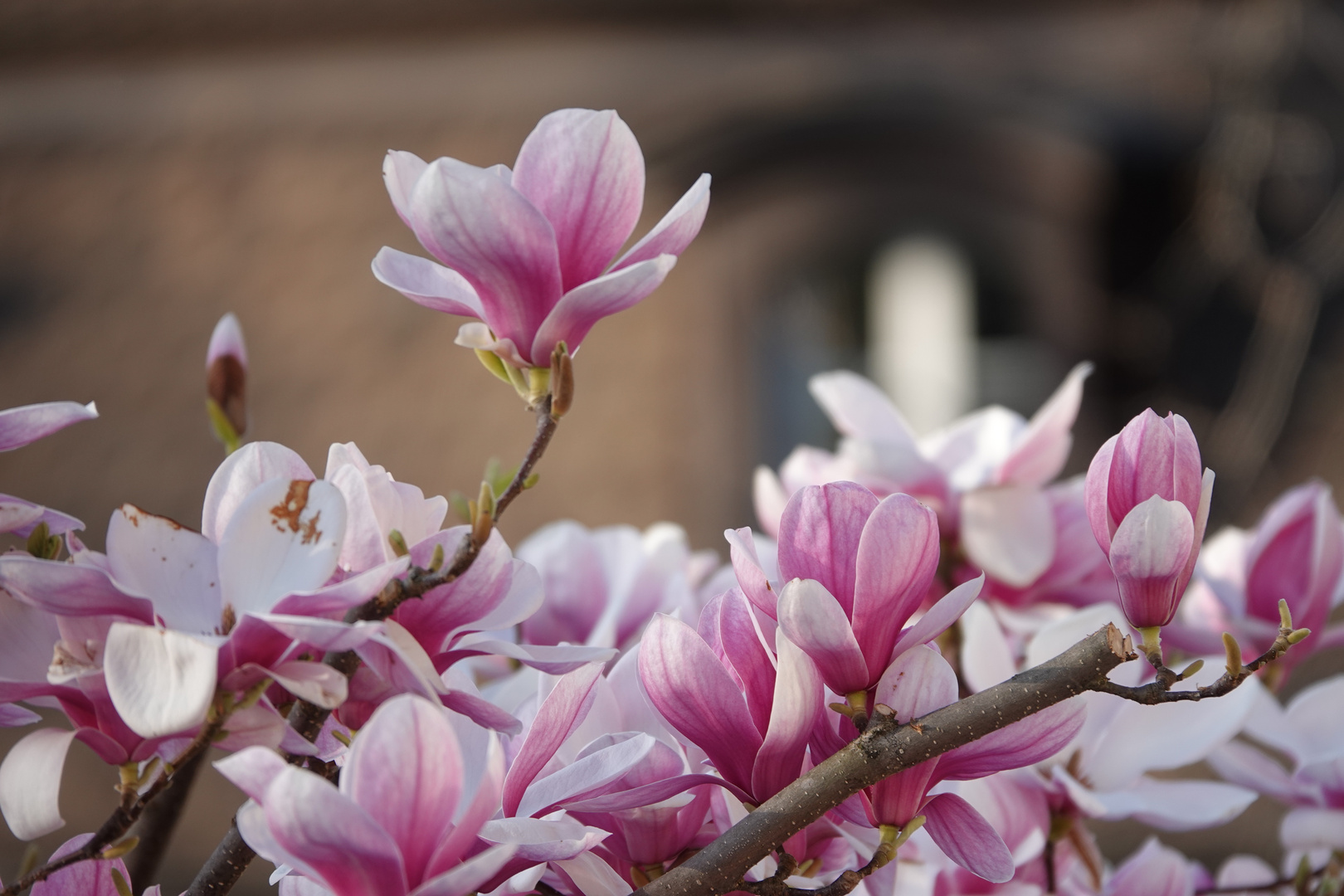 in voller Blüte