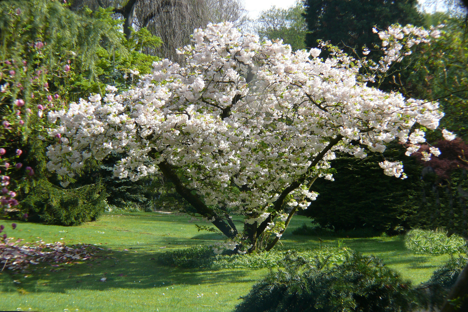 In voller Blüte ...