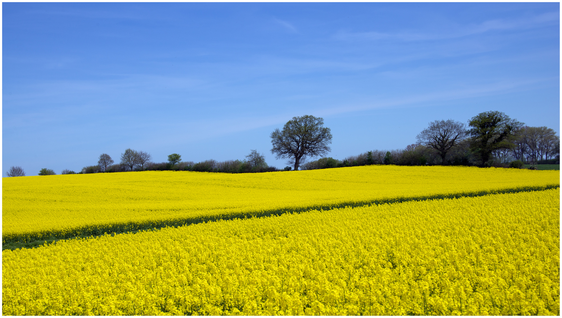 In voller Blüte