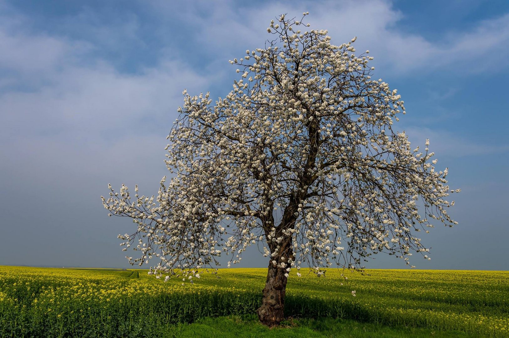 In voller Blüte