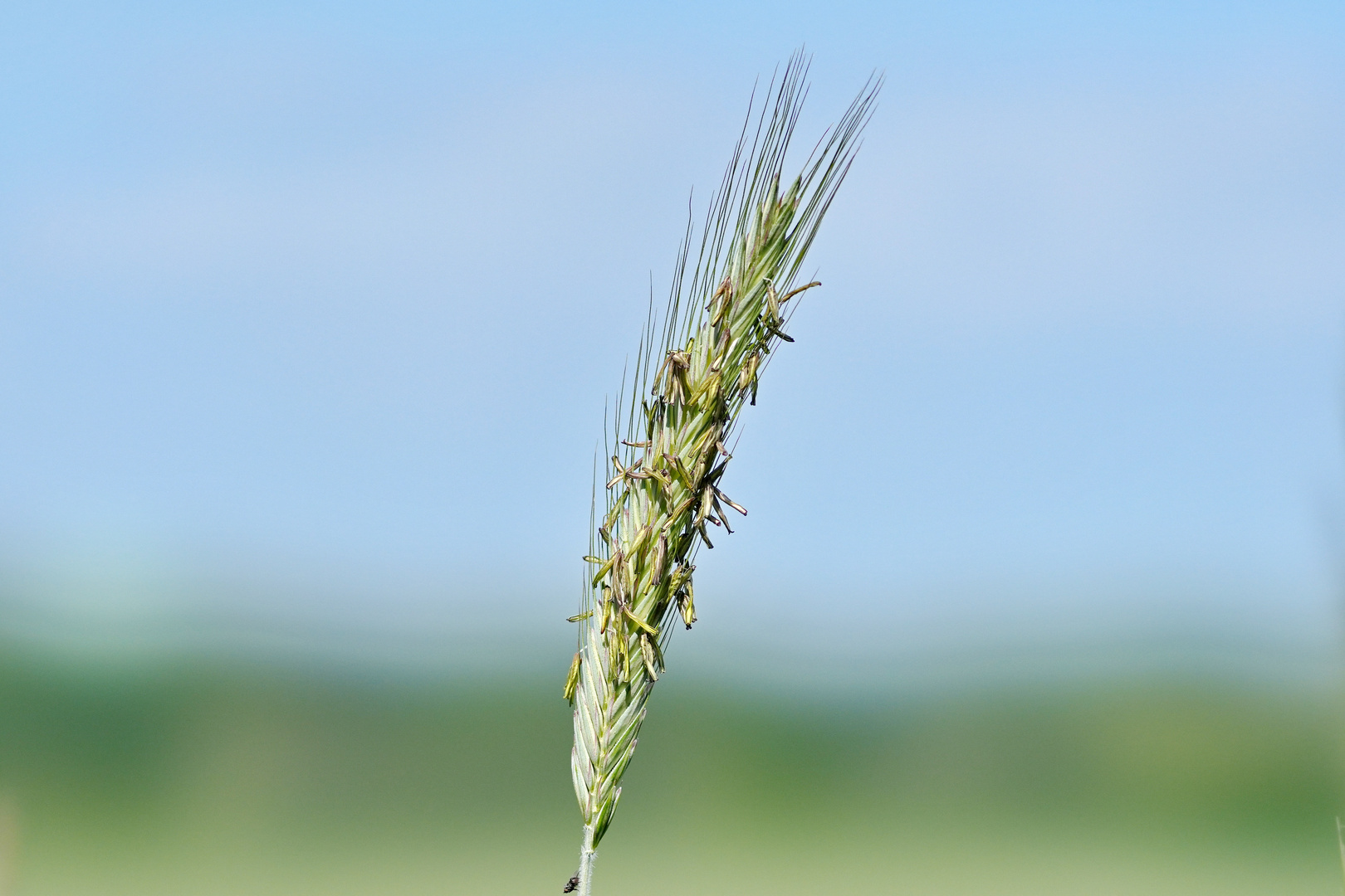 in voller Blüte