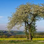 In voller Blüte