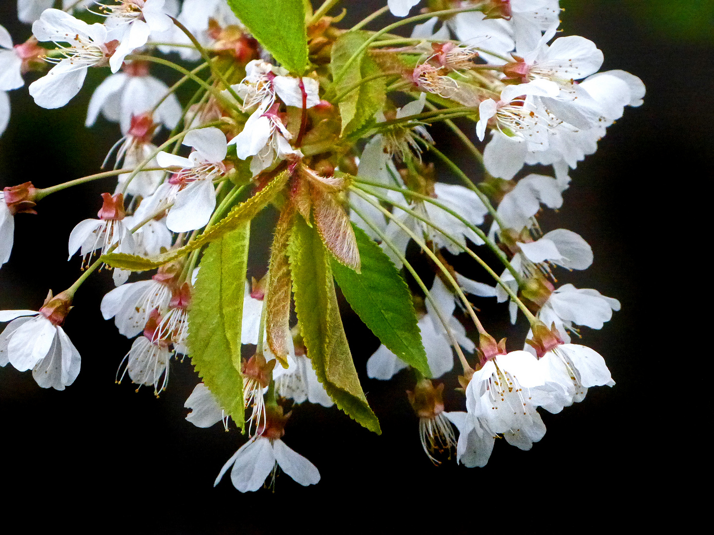 In voller Blüte