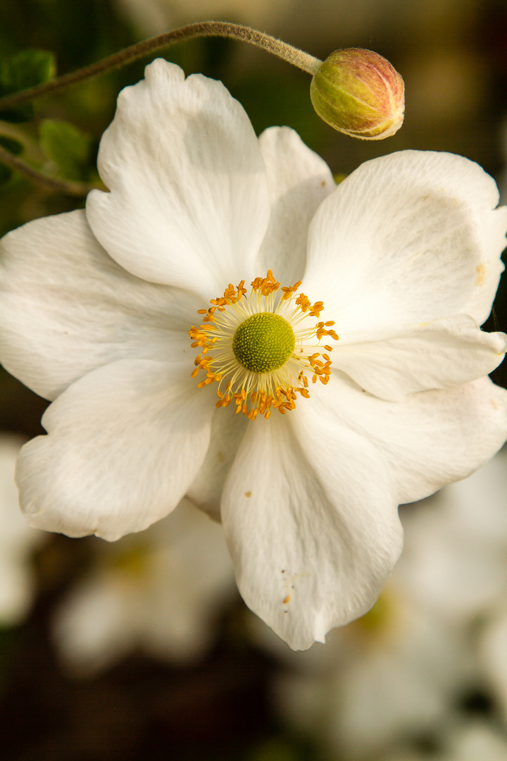 ... in voller Blüte