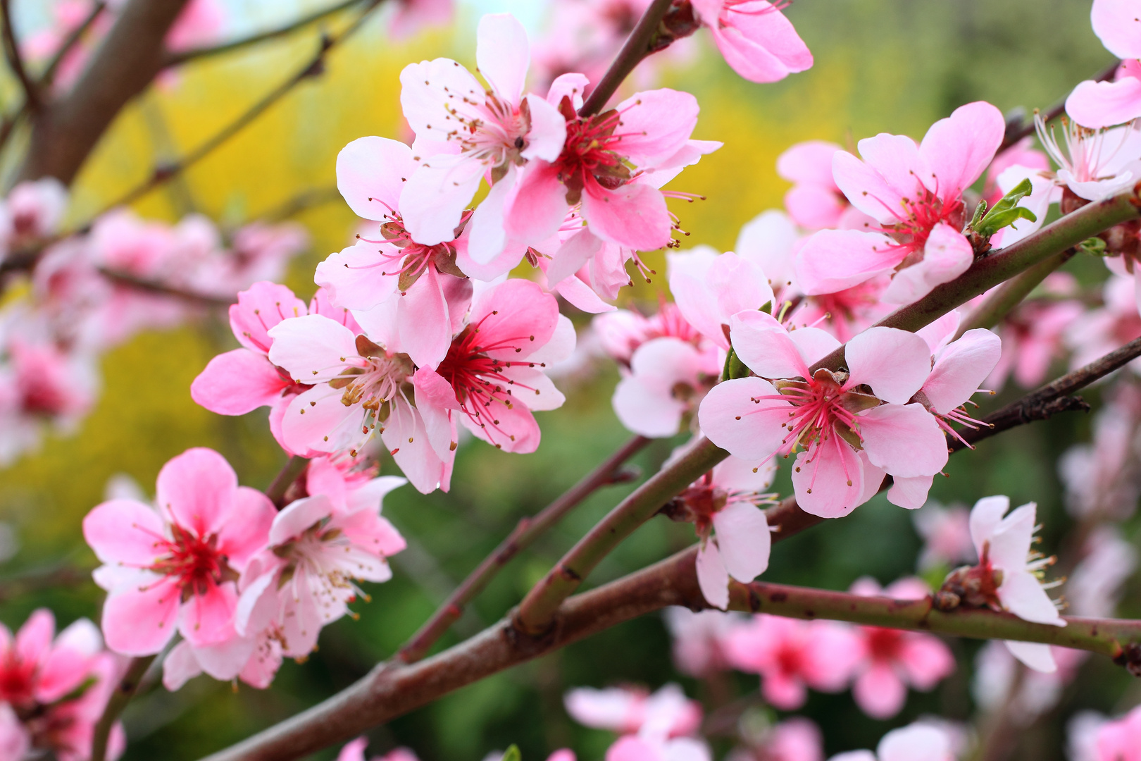 in voller Blüte