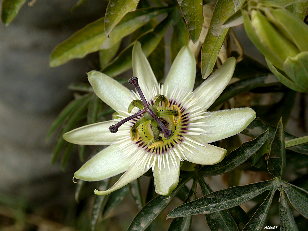 In voller Blüte