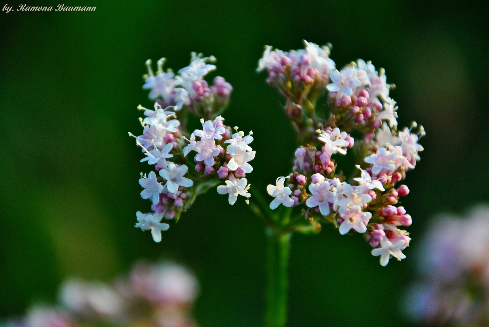 In voller Blüte