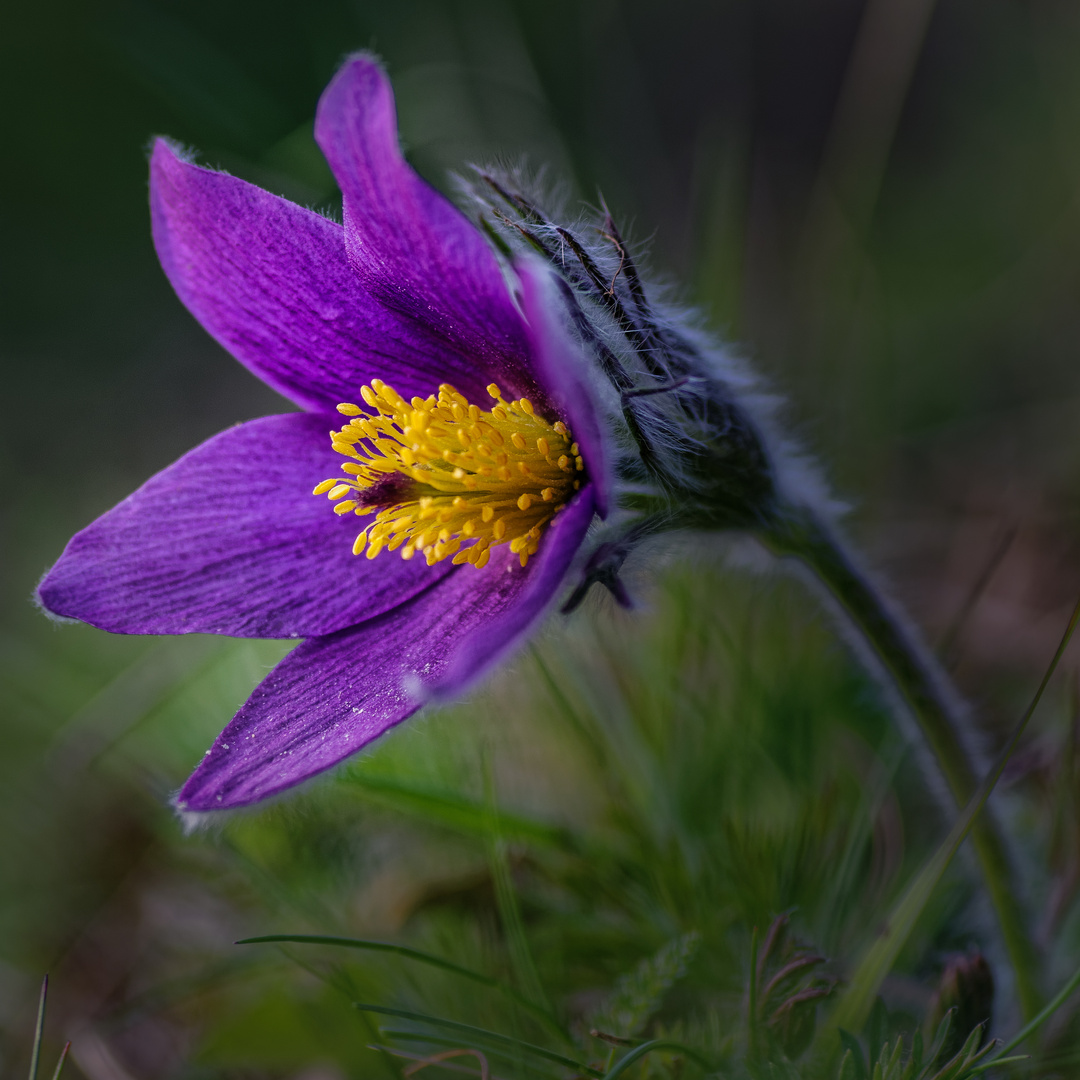 In voller Blüte