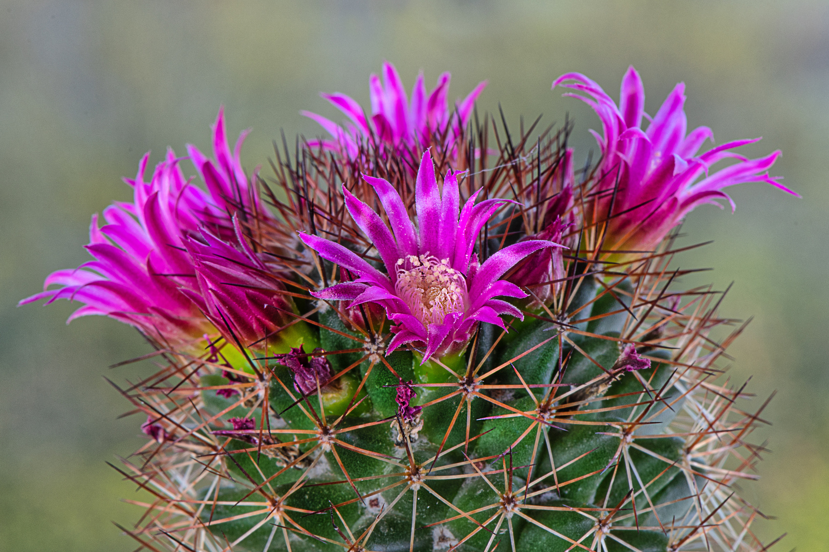 In voller Blüte