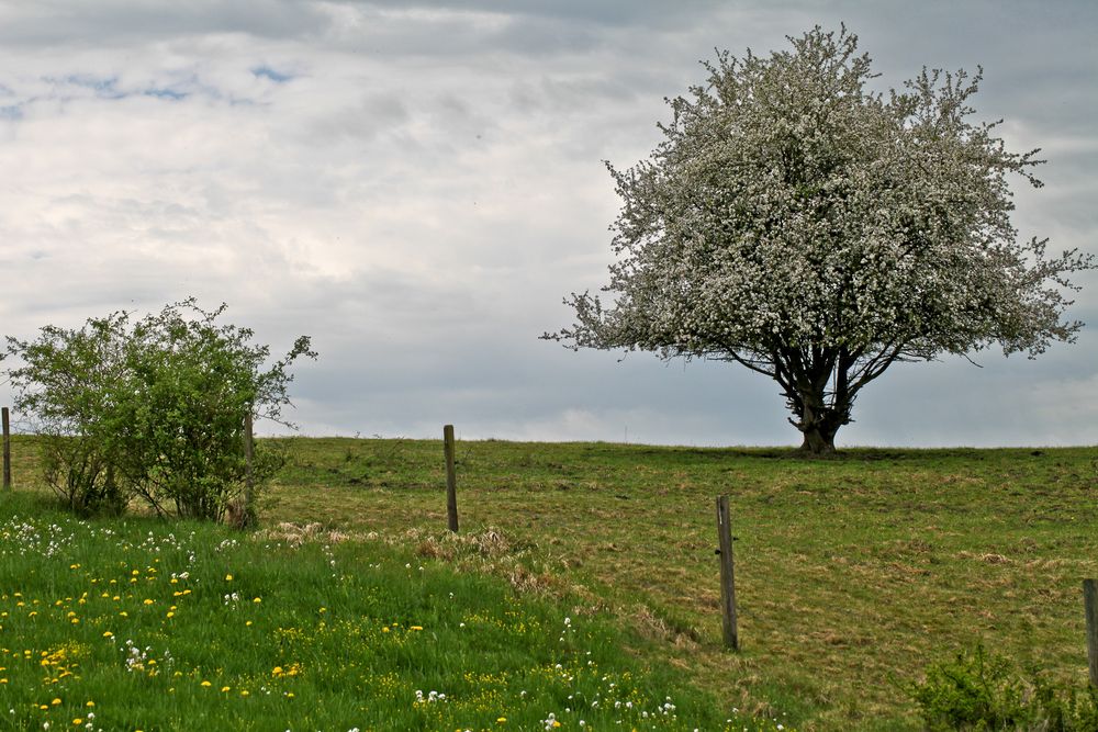 in voller Blüte