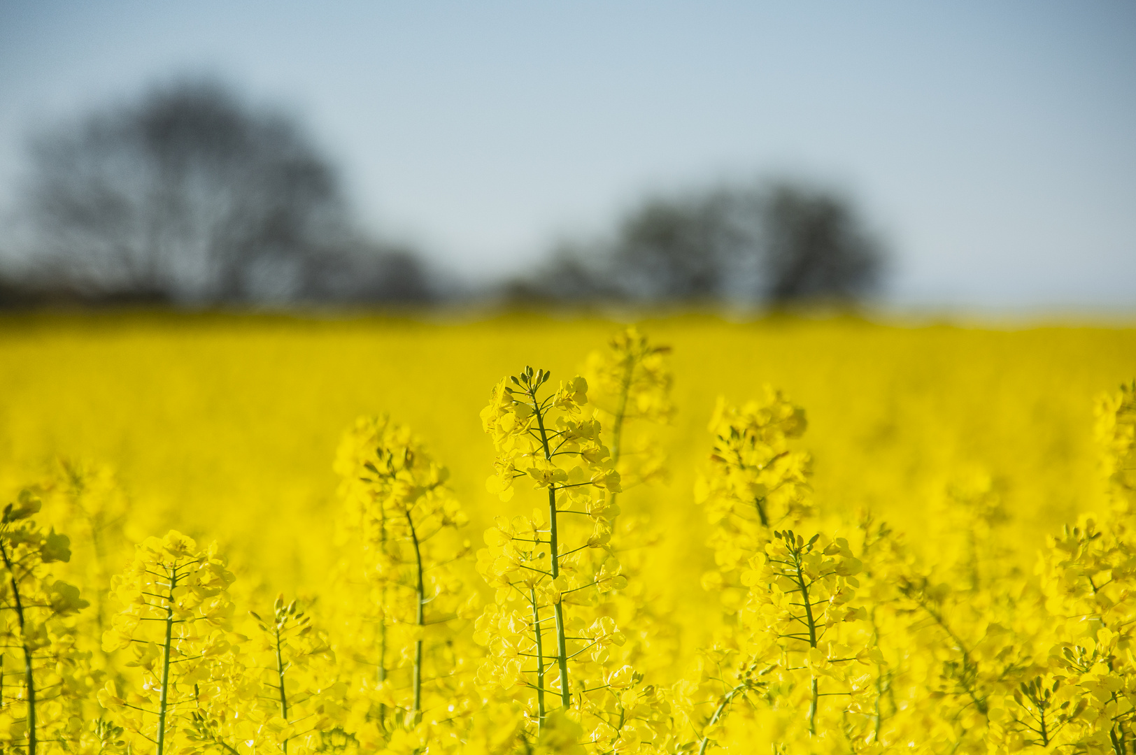 In voller Blüte