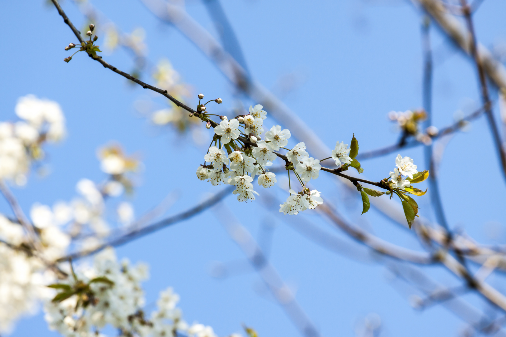 in voller Blüte