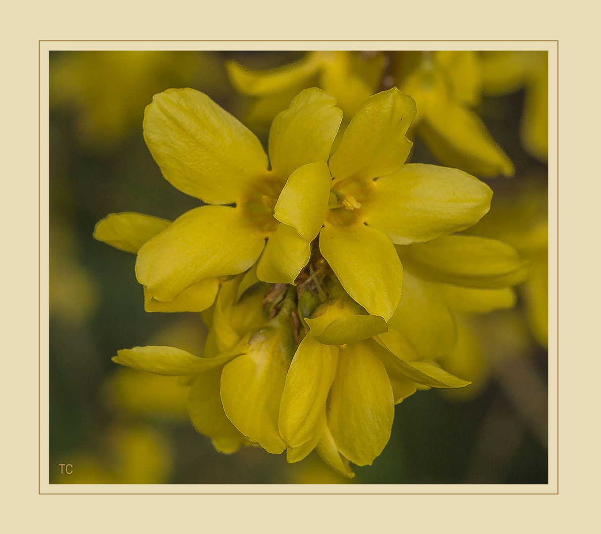 IN VOLLER BLÜTE