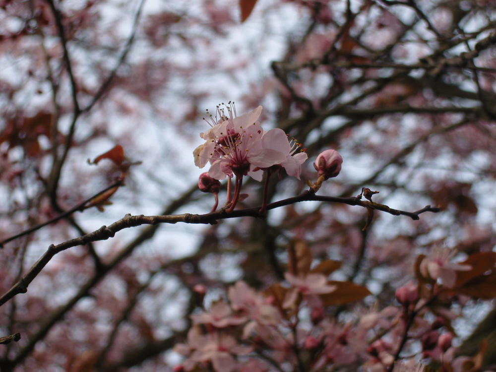 in voller Blüte