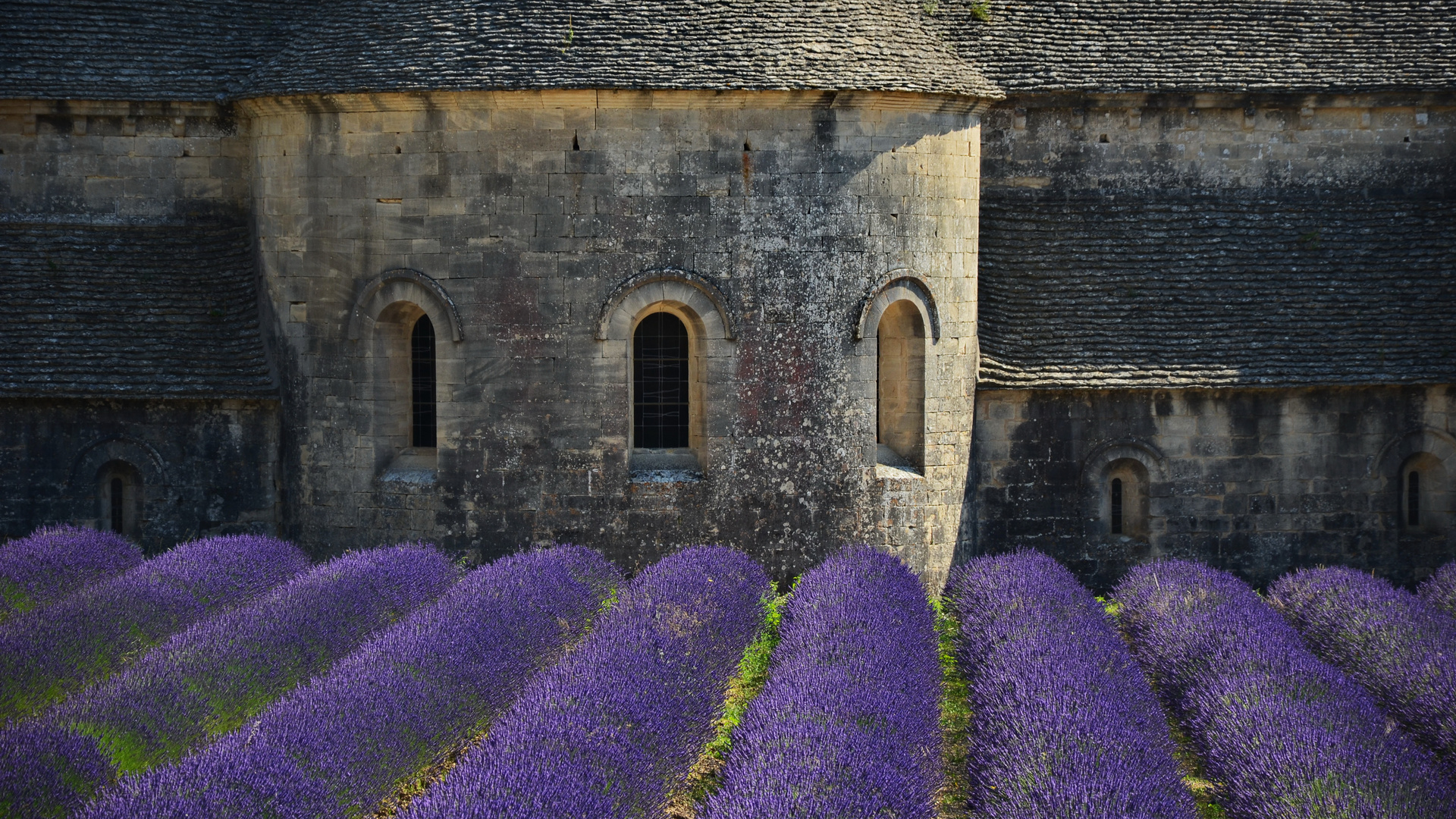 In voller Blüte an der Abbaye Notre-Dame de Sénanque