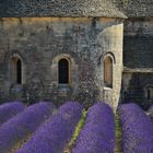 In voller Blüte an der Abbaye Notre-Dame de Sénanque