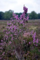 in voller Blüte