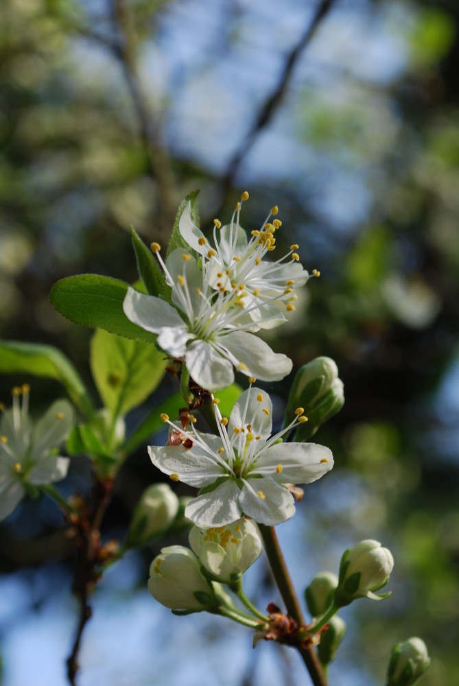 in voller Blüte