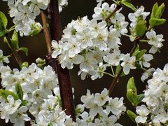 in voller Blüte