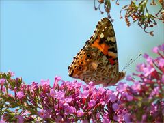 In voller Blüte