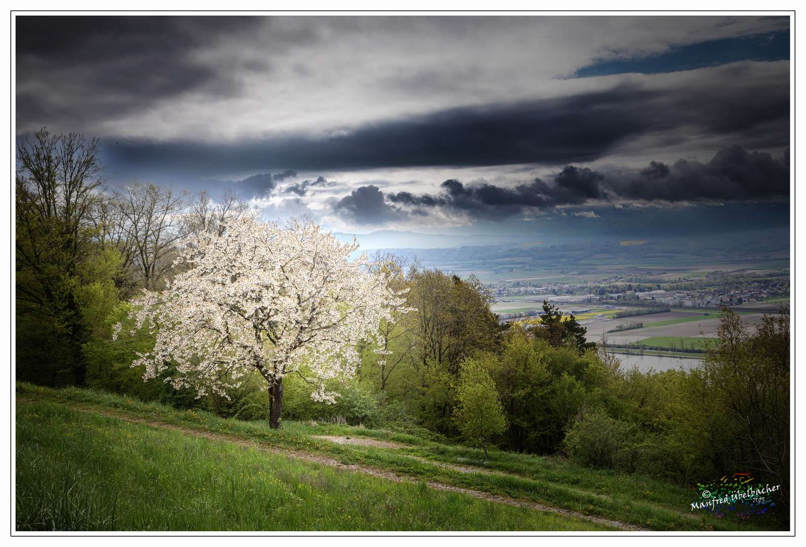 In voller Blüte