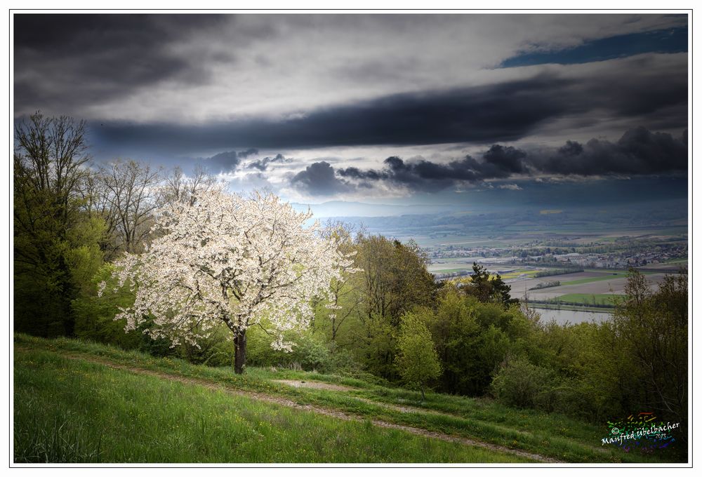 In voller Blüte