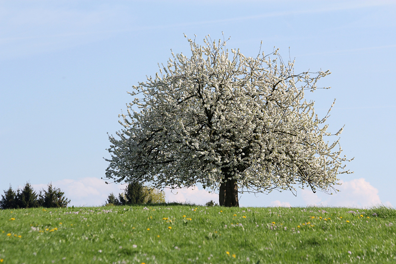 In voller Blüte