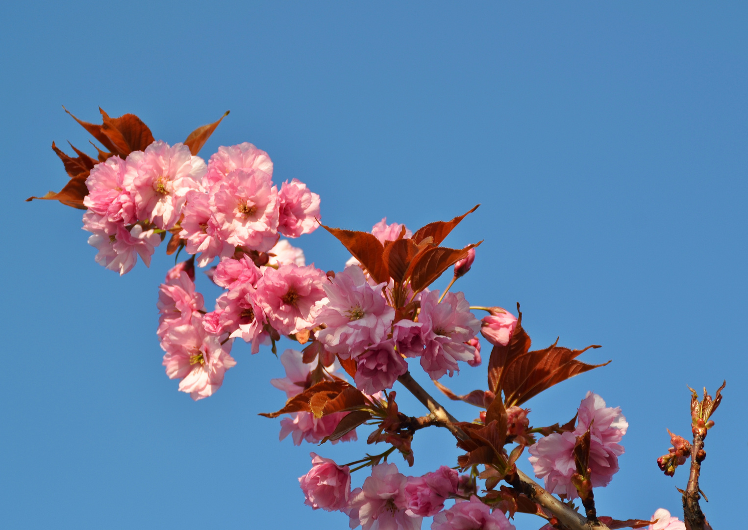 in voller Blüte !!