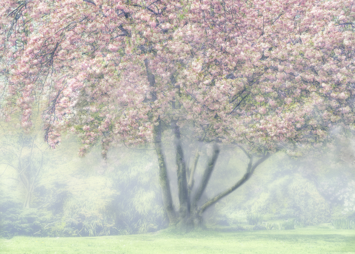 In voller Blüte