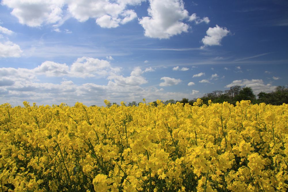 in voller Blüte von FSound 