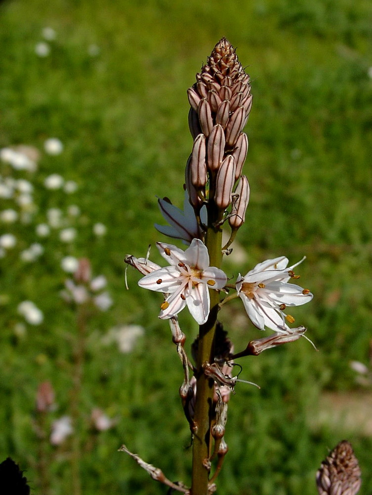 in voller Blüte