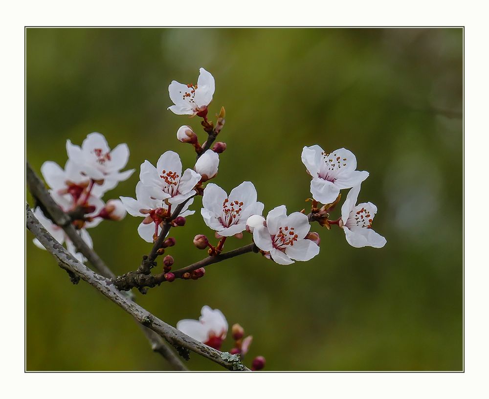 In voller Blüte..