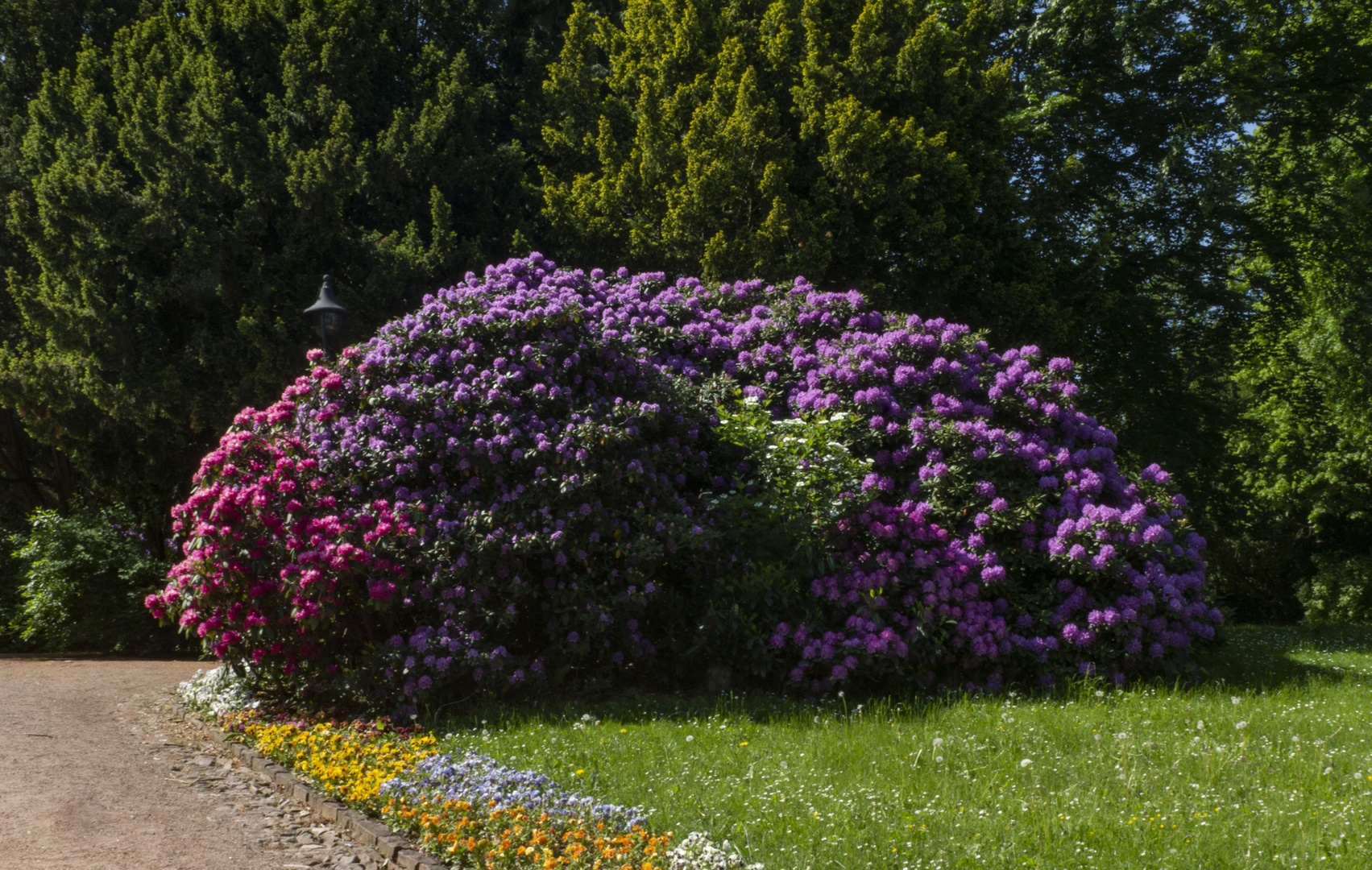 in voller Blüte