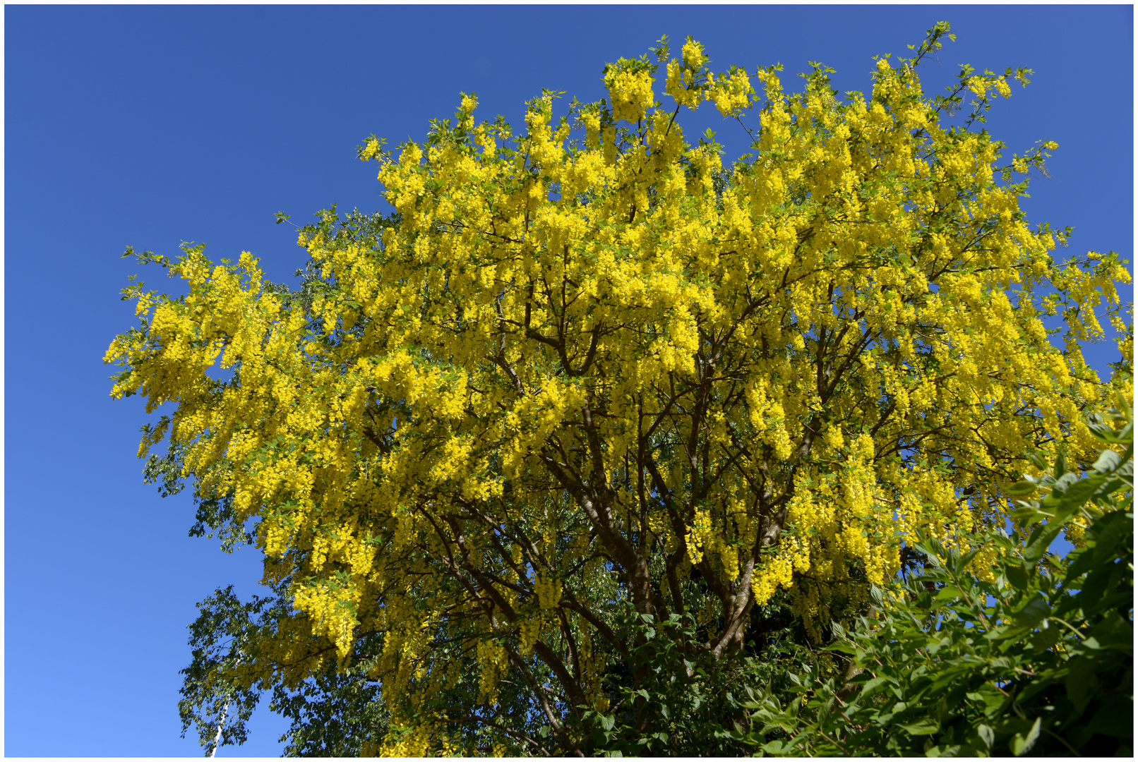 In voller Blüte