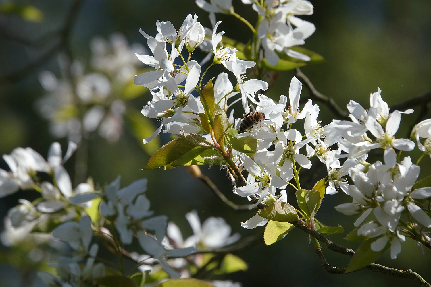 In voller  Blüte