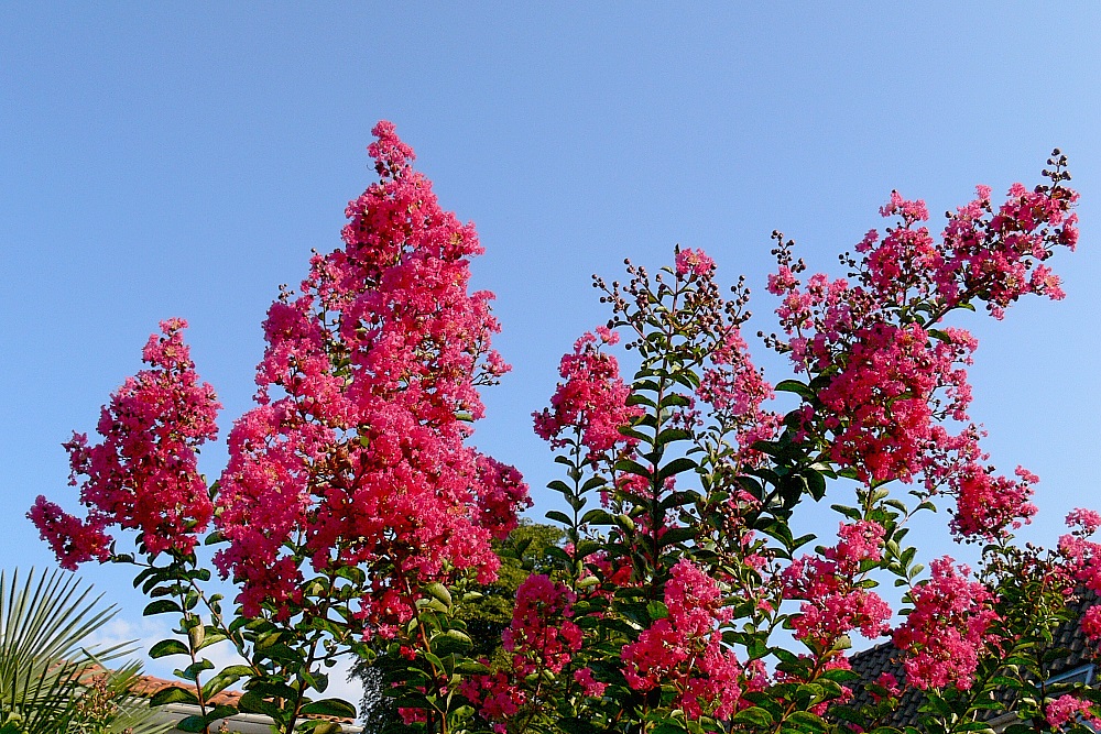 In voller Blüte