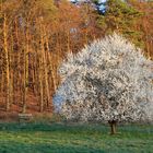 In voller Blüte...