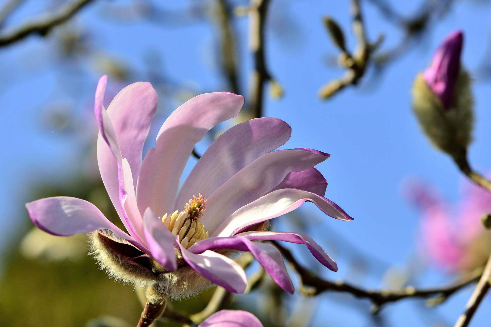 In voller Blüte.