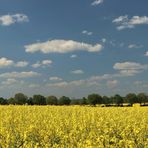 In voller Blüte