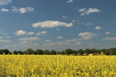 In voller Blüte