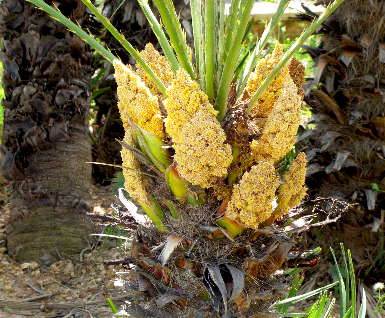 In voller Blüte, Chamaerops Humilis Palme. Foto & Bild pflanzen