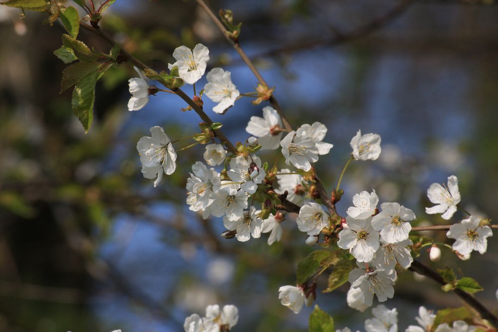 In voller Blüte